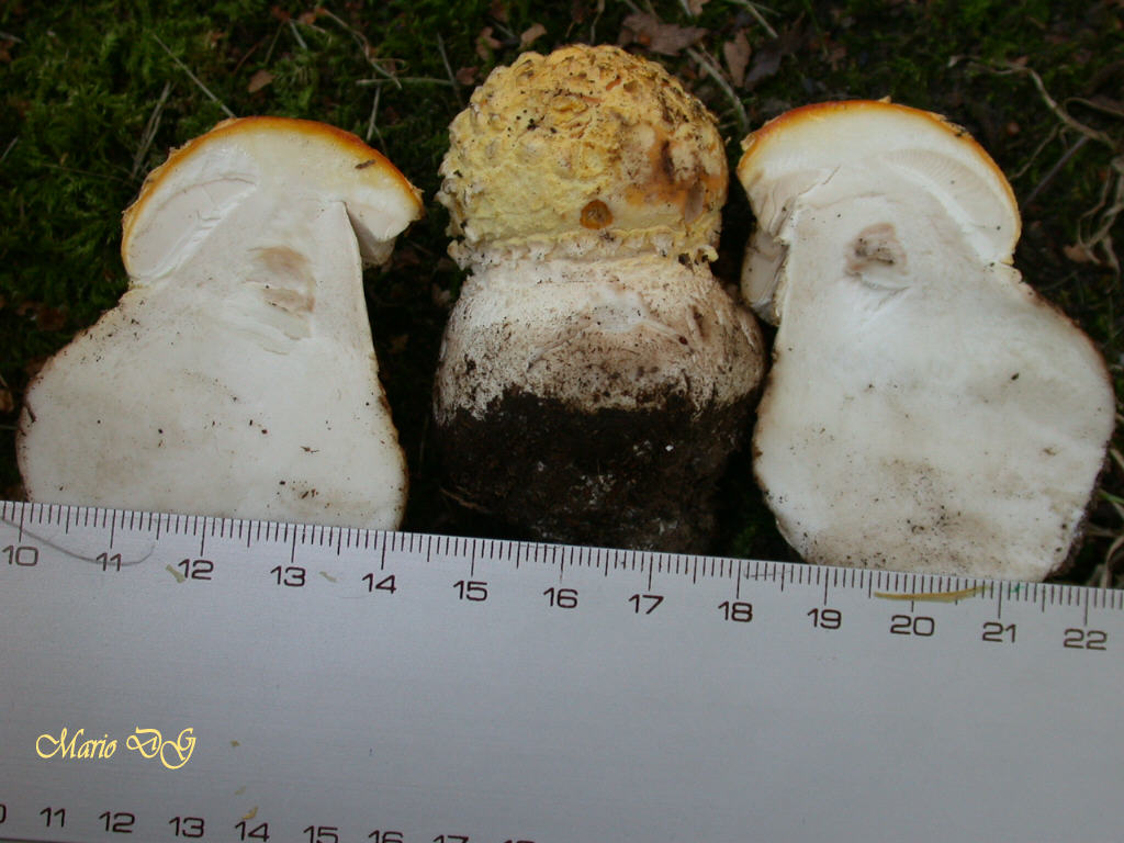 Amanita ...